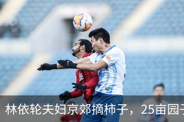 林依轮夫妇京郊摘柿子，25亩园子80多棵柿子树，喜获大丰收